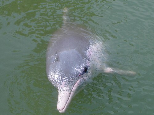 Indo-Pacific humpback dolphin